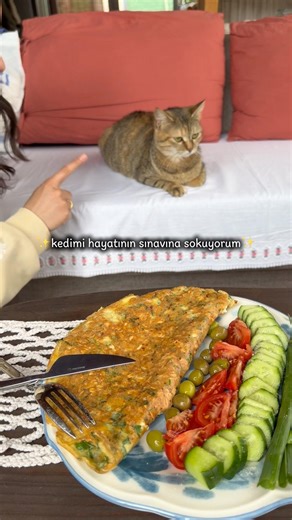 Kedimi hayatının sınavına sokuyorum😅 #kediler