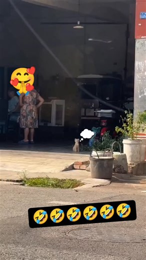 @funnymeme on Instagram: "Ok😅... #dub #voice #voiceover #viral #funny #animal #tranding #post #follow ##follow #post #real #comedy"