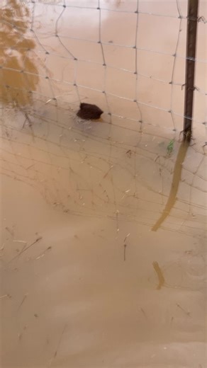 Floating Ants in Flood: Nature's Survival