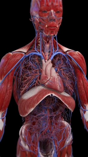 Numbers of Human body || Numbers of human teeth || Bones || Ribs || Muscles || Bone in skull...