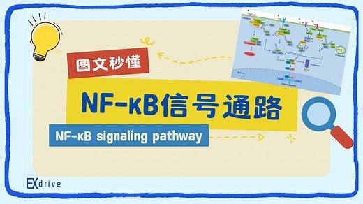 实验科普｜NF-κB信号通路秒懂！