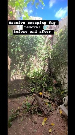 massive creeping fig removal before and after #stumpgrinding #grindproservices