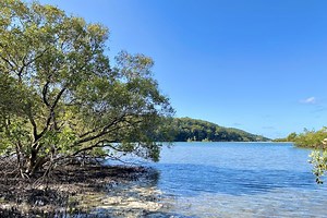 Tallebudgera Creek Mangrove Boardwalk (Tchoobey Reserve) Southern Gold Coast Walk | Must Do Gold Coast