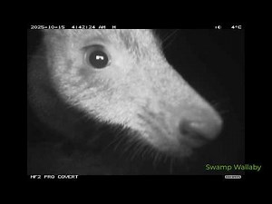 Hidden Valley Bushland - Wallan Wildlife Watch - 2025 Sep-Dec