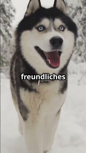 Incredible Facts About Huskies! 🐾