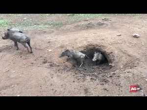 Warthogs galore