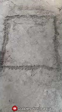 വെറും ₹25/- രൂപയ്ക്ക് കിടിലൻ ഗപ്പി ടാങ്ക്😱| guppy tank making malayalam | #guppytank #guppybreeding