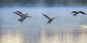 Bear, gray squirrel, and Canada goose hunting seasons kick off Sunday