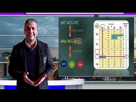 Protein Synthesis / How to determine the amino acids sequence of a gene or DNA sequence?