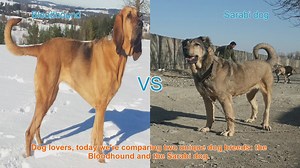 Bloodhound vs. Sarabi Dog: A Comparison of Unique Breeds