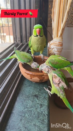 My Cute Parrot 🦜 #parrot #Pets #shorts #BestVibes