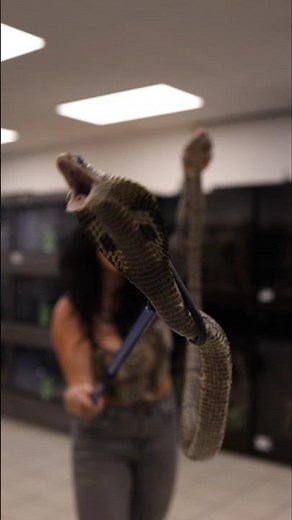 Elapids 🐍 at House Of Venom UK 🔥