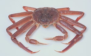 Snow Crab, Queen Crab, King Crab, and Dungeness Crab: How Different Are They? - Foodsalternative