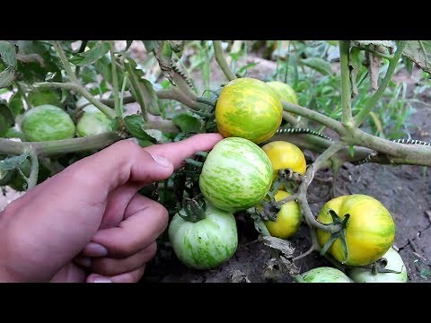 Tasty Green zebra tomatoes - My review