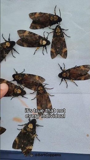 Moth with Human Skull Pattern 💀💀 / Death's Head Hawkmoth #animal #animals