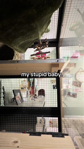 my. stupid baby. #fyp #viral #chinchilla