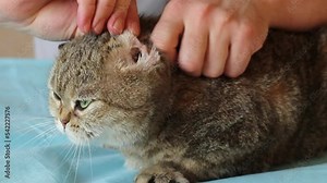 Animal ear mites. The veterinarian examines the cat's ear. Pet treatment. Close-up.