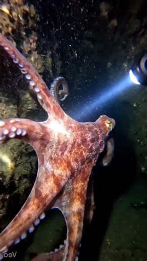Giant Octopus POV Inside Underwater Colony | Real Research Camera Footage 🌊🐙#octopus#giantoctopus