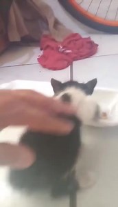 27 reactions · 7 comments | #adopcionresponsable #buscaasusdueños Se busca hogar el es macho,está muy chiquitito y andaba en la verbena y boulevard las quintas en la calle, ya le di comida pero, aquí no hay nadie en todo el día, si sale el dueño o alguien que lo quiera adoptar. Favor de comunicarse al 6621 14 63 37 | COAT Comunidad Animalera Trabajando | Facebook