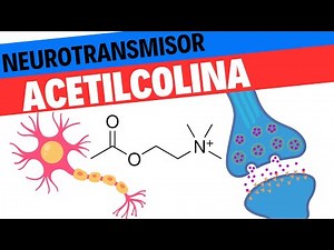 Fisiología de la Acetilcolina. Neurociencias 12