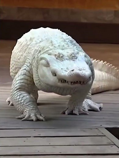 Day 1 to 100 Animal Transformation Alligator, Giraffe and Panda