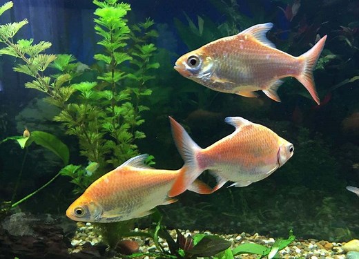 Tinfoil Barb Care and Keeping: Size and Tank Requirements