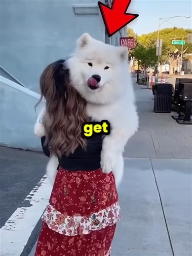 Don't Get a Samoyed 😭(1080P_HD | Dog Funny Video