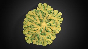 Differential Growth Blender, 3ds Max & tyFlow