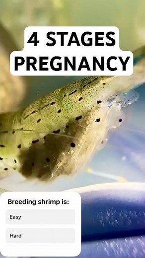 4 Stages Of Shrimp Pregnancy and Growth 🦐 Breeding Amano Shrimp Is EASY #aquarium #shrimp