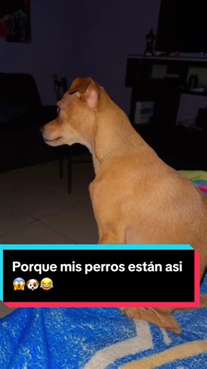 Mis perros y sus graciosas reacciones 😱🐶