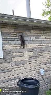 Raccoons in the attic