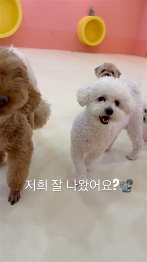 #강아지유치원 #애견유치원 #귀요미 #심쿵 #개린이집 #시우스쿨링