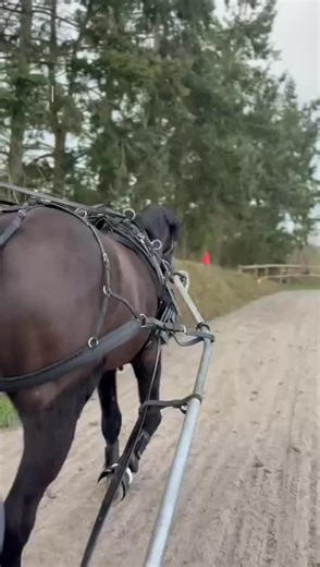 #horsedriving #attelage #trot #trotteurfrancais @Distri’Horse33 @hippocible