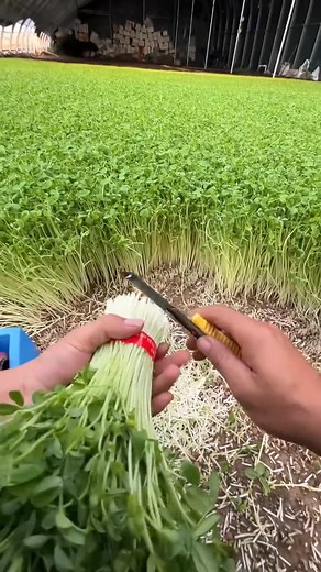 Pea shoots harvesting Fields | Zortrax Agriculture Corporation