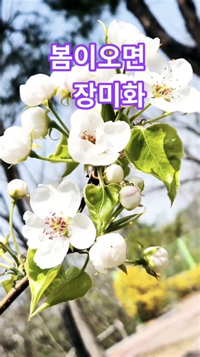 When spring comes #Rainy season #7080 #1 minute healing #Spring song