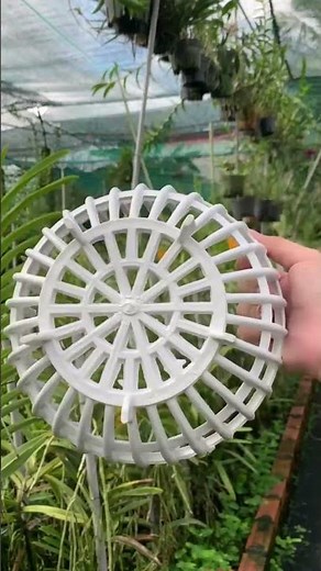 Chậu nhựa bí trồng lan màu trắng giúp nâng tầm và cho cây lan phát triển khỏe