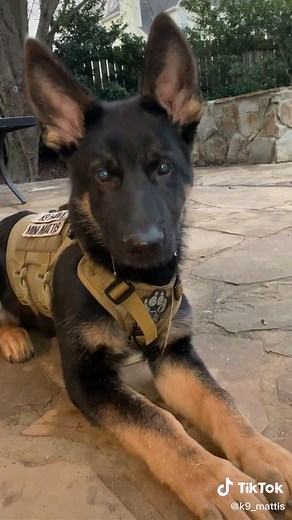 For the trainers, proximate obedience and impulse control.... for everyone else, how bout that drool!! #puppiesoftiktok