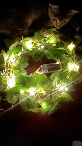 2.2K views · 29 reactions | LED String Lights 3M Leaf String Led...