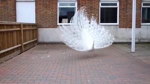 44K views · 2K reactions | Amazing White Peacock <3 <3 <3 #animals | Funny Videos | Facebook