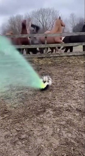 The Power of Pepe: Skunk's Scent Sends Horses Scrambling