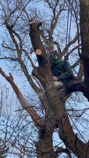 Tree Rangers !! Chunking down declining tree !! #team #work #Stihl #tree #felling