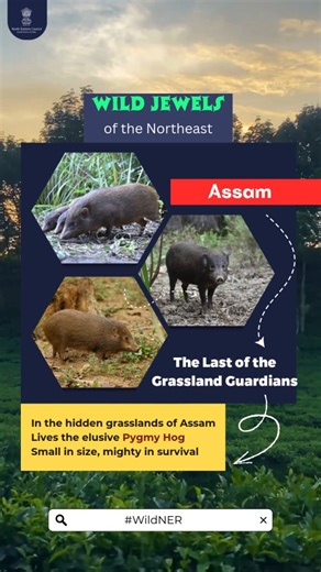 3.8K views · 16 reactions | Assam’s grasslands hold a quiet survivor. Nearly lost to time, the pygmy hog endures, a symbol of resilience in one of the world’s rarest habitats. Tiny, tenacious, unforgettable. #wildner @narendramodi @dr.sukantabjp @jyotiradityascindia @mygovindia | North Eastern Council | Facebook