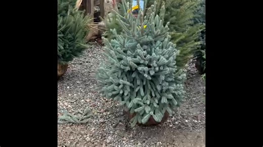 6.3K views · 117 reactions | An update on the 2025 Christmas tree season! | Kinsey Family Farm | Facebook