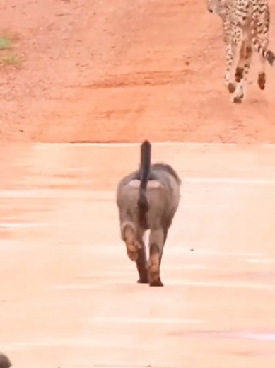 BeastlyAdventures on TikTok