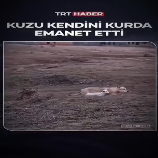 gerçek bir savaşçı ol,baban Thors gibi | kuzu kendini Askeladda emanet etti😔 . #thorfinnedit #askeladd #thors #vinlandsagaedit #foryou