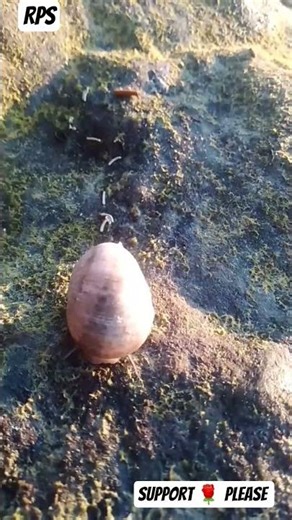 🐚 beach area side conch shell moving 🐚#naturalvideo #...