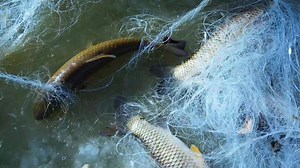 Xinjiang's Tarim River enters winter fishing season
