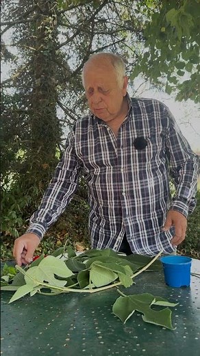 LE CATALPA : un arbre qui pousse vite #arbre #jardin #jardinage #catalpa #conseils #astuce #nature