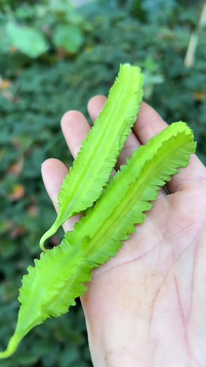 First Harvest of Winged Beans from My Garden | Wing Bean Recipe Included