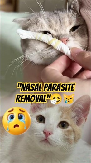 Nasal parasite removal #shorts #vairal ##CatCare #FelineHealth #NasalParasite #CatHealth